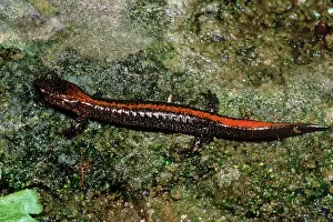 Arkansas: Zig-Zag Salamander