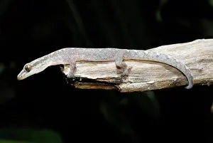 Geckoes: Zigzag Gecko