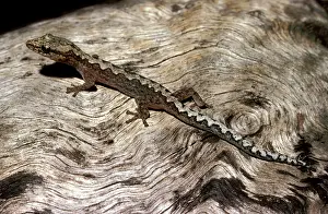 Zigzag: Zigzag velvet gecko