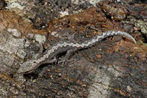 Rhombifer: Zigzag Velvet Gecko