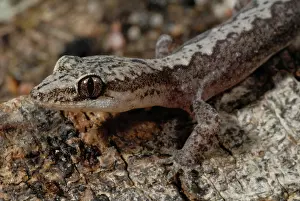 Rhombifer: Zigzag Velvet Gecko