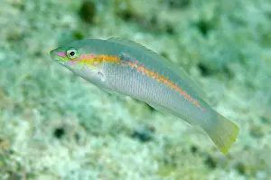 Scapularis: Zigzag Wrasse Sebayor Point dive site, between Komodo