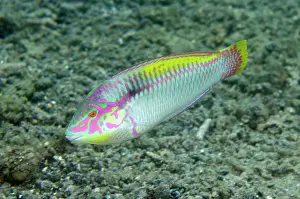 Scapularis: Zigzag Wrasse Serena Besar dive site, Lembeh Straits