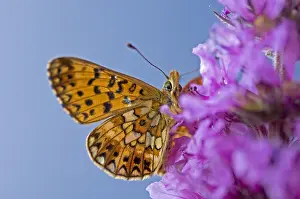 Insekten: Zilveren maan
