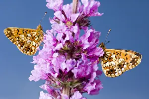 Insekten: Zilveren maan