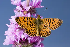 Insekten: Zilveren maan