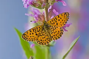 Insekten: Zilveren maan