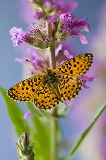 Insekten: Zilveren maan