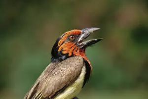 Barbet: Zimbabwe. Close-up of black-collared barbet