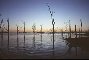 Flood: ZIMBABWE - flooded Trees, Kariba Dam