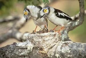 Williams: Zimbabwe. Two helmetshrike parents on nest