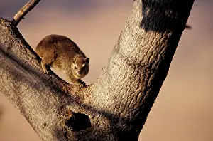 Hyrax: Zimbabwe, Hwange National Park. Brush Hyrax