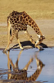 Sutton: Zimbabwe, Hwange National Park. Giraffe