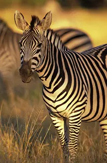 Hwange: Zimbabwe, Hwange National Park, Linkwasha