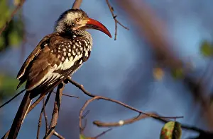 Sutton: Zimbabwe, Hwange National Park. Red-billed