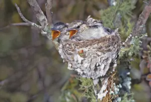 Puff: Zimbabwe. Puff-backed shrike chicks in nest