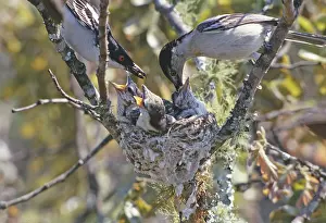 Puff: Zimbabwe. Puff-backed shrike parents feeding