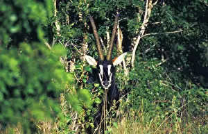 Hippotragus: Zimbabwe. Sable Antelope (Hippotragus niger)