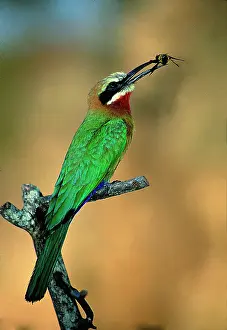 Limb: Zimbabwe. White-fronted bee-eater with bee