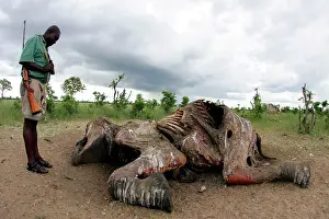 Victims: Zimbabwean Park Guard Observing Elephant Carcass