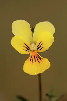Subspecies: Zinc Violet