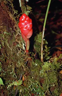 Zingiber: Zingiber - a type of Ginger, medicinal