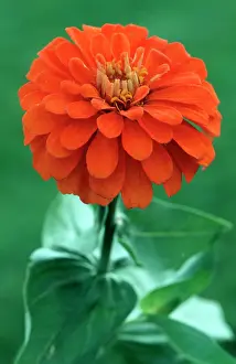 Zinnia: Zinnia