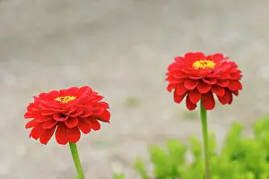 Zinnia: Zinnia