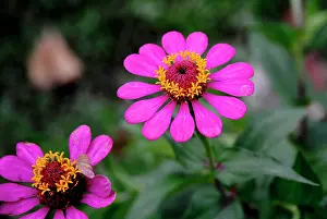 Zinnia: Zinnia