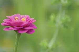 Zinnia: Zinnia