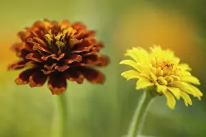 Zinnia: Zinnia