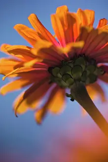 Zinnia: Zinnia