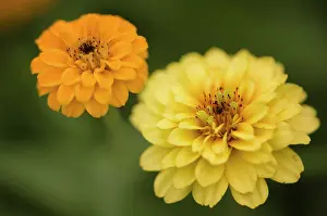 Proportion: Zinnia