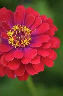 Zinnia: Zinnia