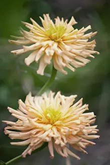 Zinnia: Zinnia