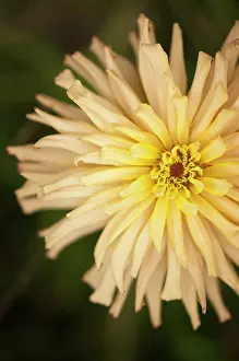 Zinnia: Zinnia