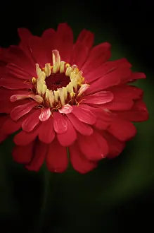 Zinnia: Zinnia
