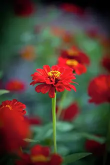 Optimism: Zinnia