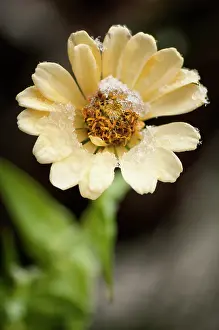 Zinnia: Zinnia