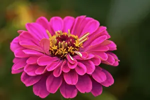 Zinnia: Zinnia