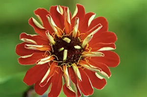 Zinnia: Zinnia