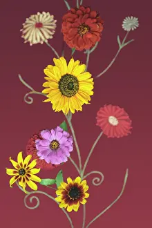 Comedy: Zinnia