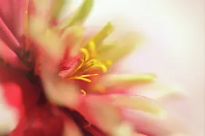 Zinnia: Zinnia