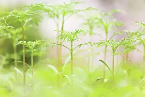 Sprouting: Zinnia