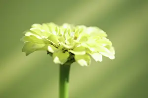 Zinnia: Zinnia