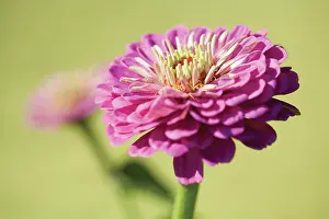 Geometrical: Zinnia