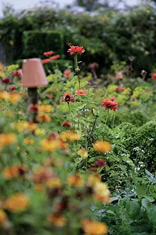 Zinnia: Zinnia