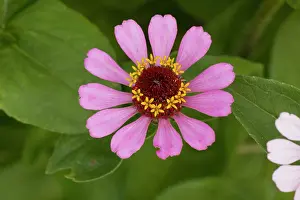 Zinnia: Zinnia elegans, in garden