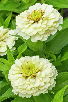 Sunflowers: Zinnia elegans White, flowers