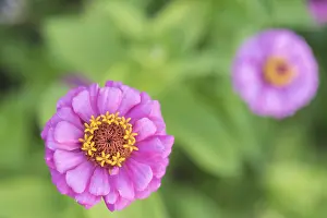 Moselle: Zinnia flower in a garden, summer, Moselle, France